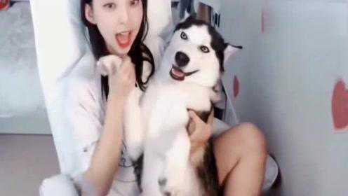 女主播直播哈士奇現(xiàn)象解讀與觀點闡述，最新趨勢探討