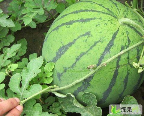 清苑西瓜最新報價及市場走勢與觀點分析概覽