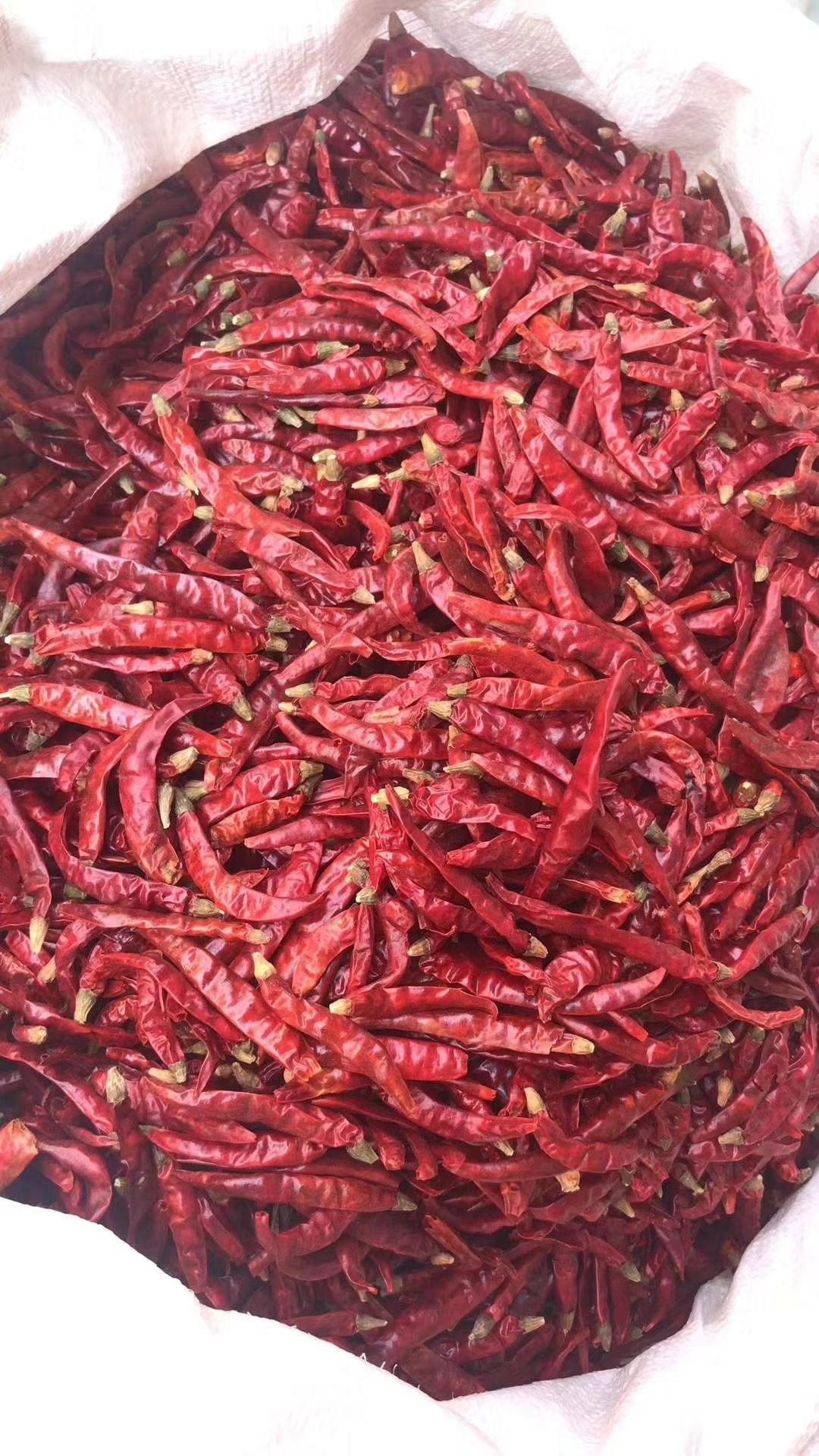 印度辣椒最新價(jià)格，科技與生活的緊密聯(lián)動(dòng)