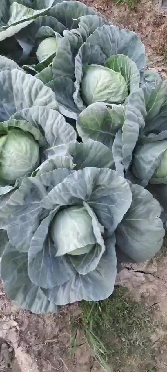 今日甘藍價格最新報價，科技引領(lǐng)生活新風尚的蔬菜行情分析