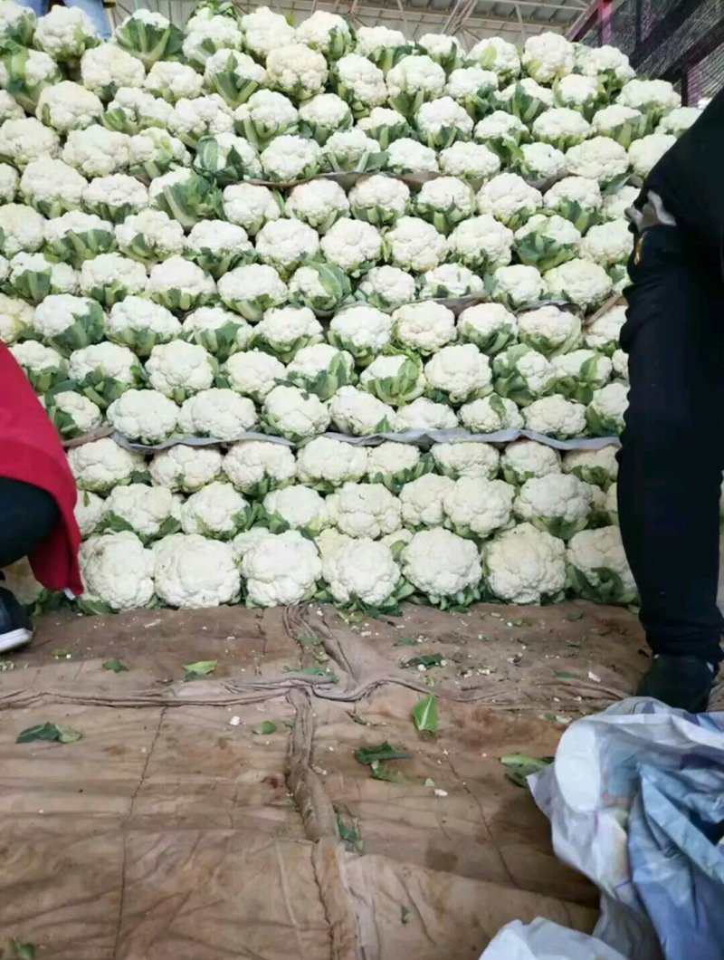 有機(jī)菜花產(chǎn)地最新價(jià)格揭秘，綠色健康食材市場(chǎng)動(dòng)態(tài)探尋