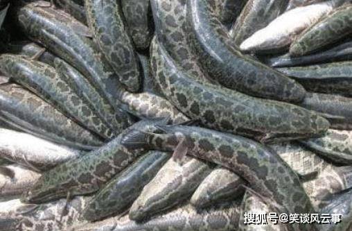 科技賦能下的最新生魚收購(gòu)價(jià)格與漁業(yè)未來(lái)重塑之路