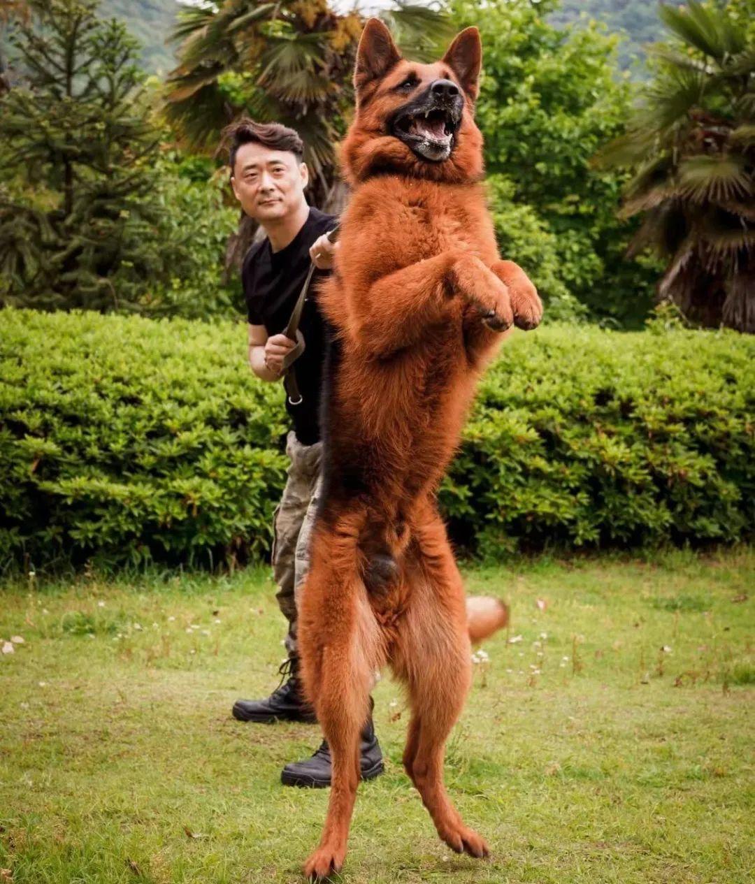 最新出售已訓(xùn)練科目犬，自信、成長與力量的源泉