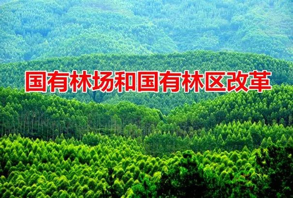 甘肅國有林場改革最新動態(tài)及其影響解析