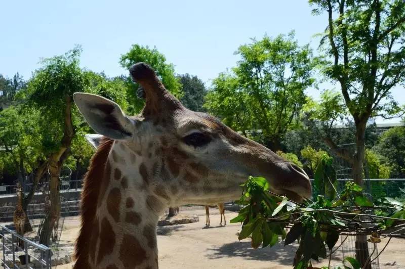 呈貢動物園最新動態(tài)更新，最新消息一覽
