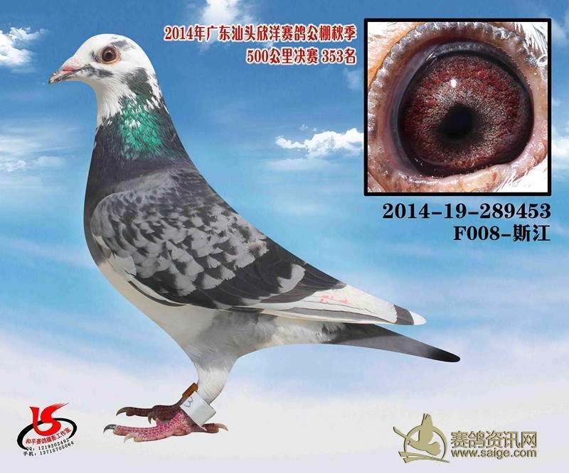 欣洋賽鴿公棚動態(tài)更新，變化中的學(xué)習(xí)與成就感的源泉
