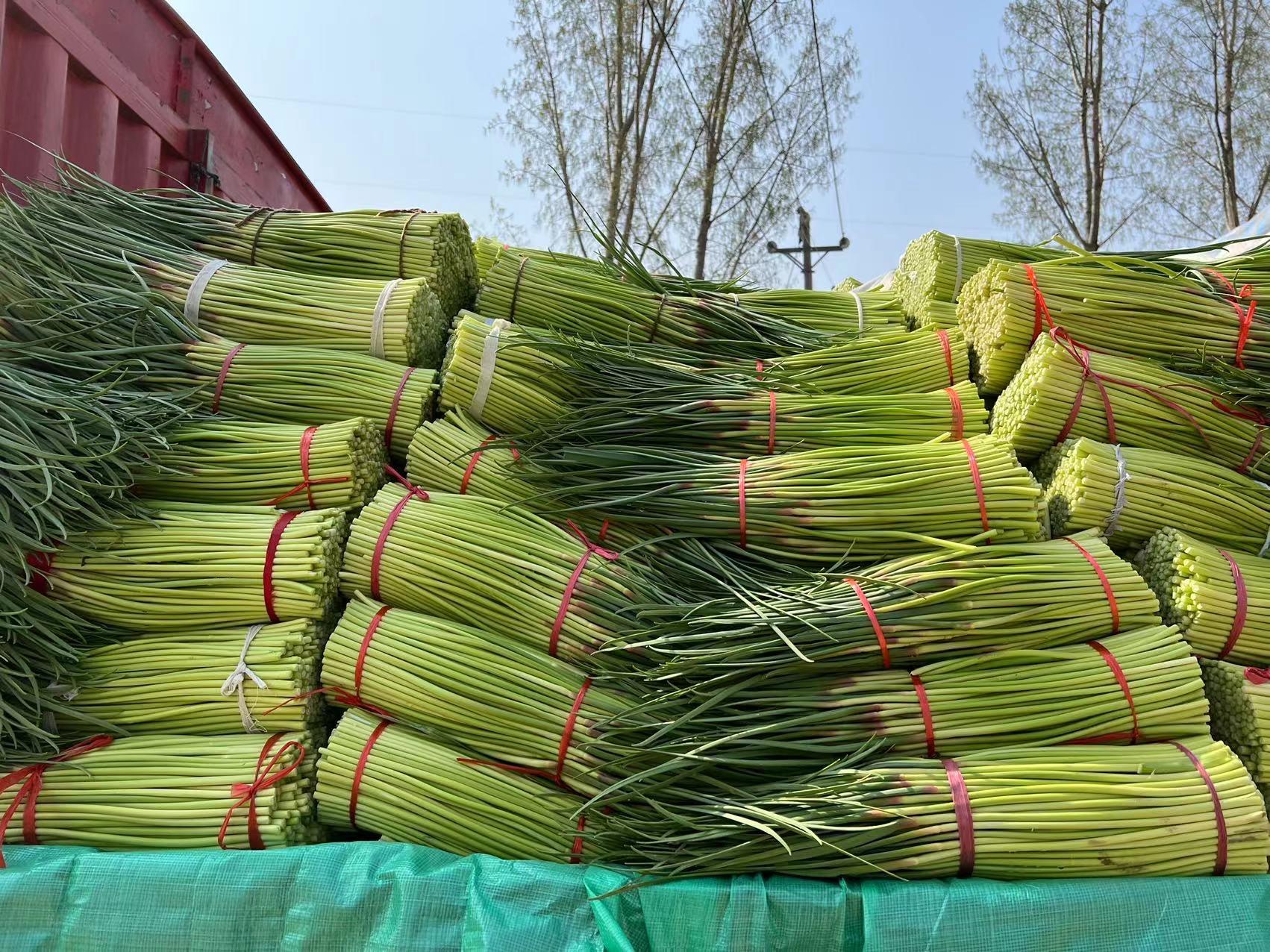 ??菏澤蒜苔價(jià)格實(shí)時(shí)更新及最新行情分析??