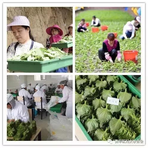 韓紫蘇小說最新章節(jié)，學(xué)習(xí)之旅的奇妙變化與自信成就感的碰撞