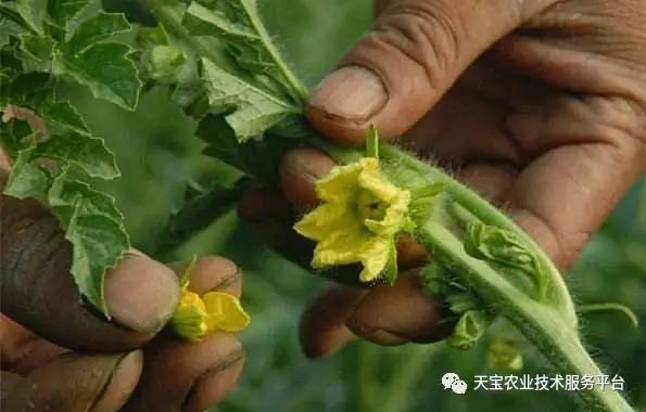 最新型甜瓜授粉藥，小瓜的成長(zhǎng)之旅與友情的綻放