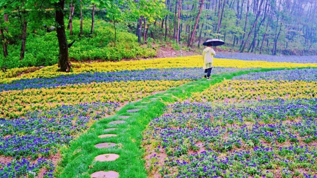 英山四季花海最新動(dòng)態(tài)，綻放的學(xué)習(xí)之旅，培育自信與成就感的源泉