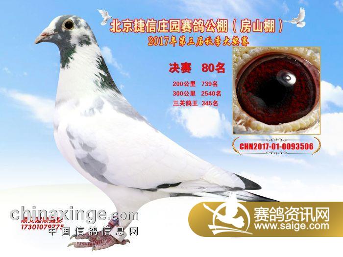 天宇賽鴿公棚最新公告，賽事動態(tài)、未來展望揭秘