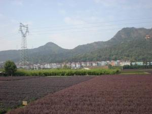 團陂鎮(zhèn)最新動態(tài)，新鮮消息匯總????