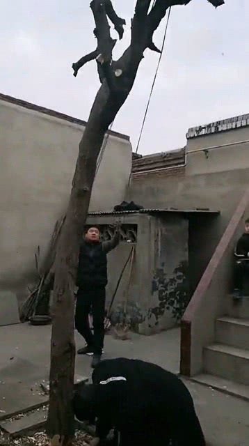 最新砍樹法，背景、重要事件與影響解析