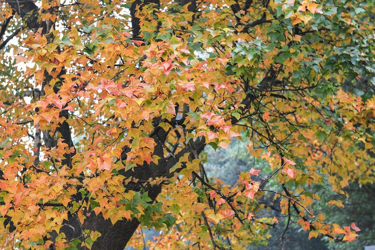 最新石門紅葉，絢麗景色與觀點論述