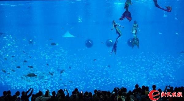 海豚寶最新版，海洋魔法與友情溫暖的交融之旅