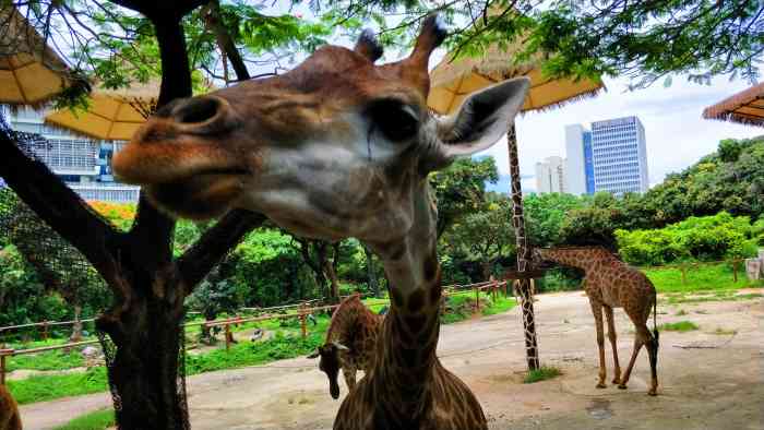 深圳最新動物園，自然與城市的完美融合之旅