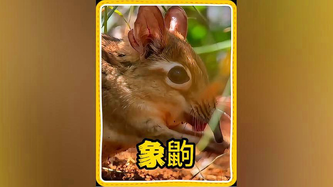 鼠你最新抖音，時尚潮流的新疆躍動風采
