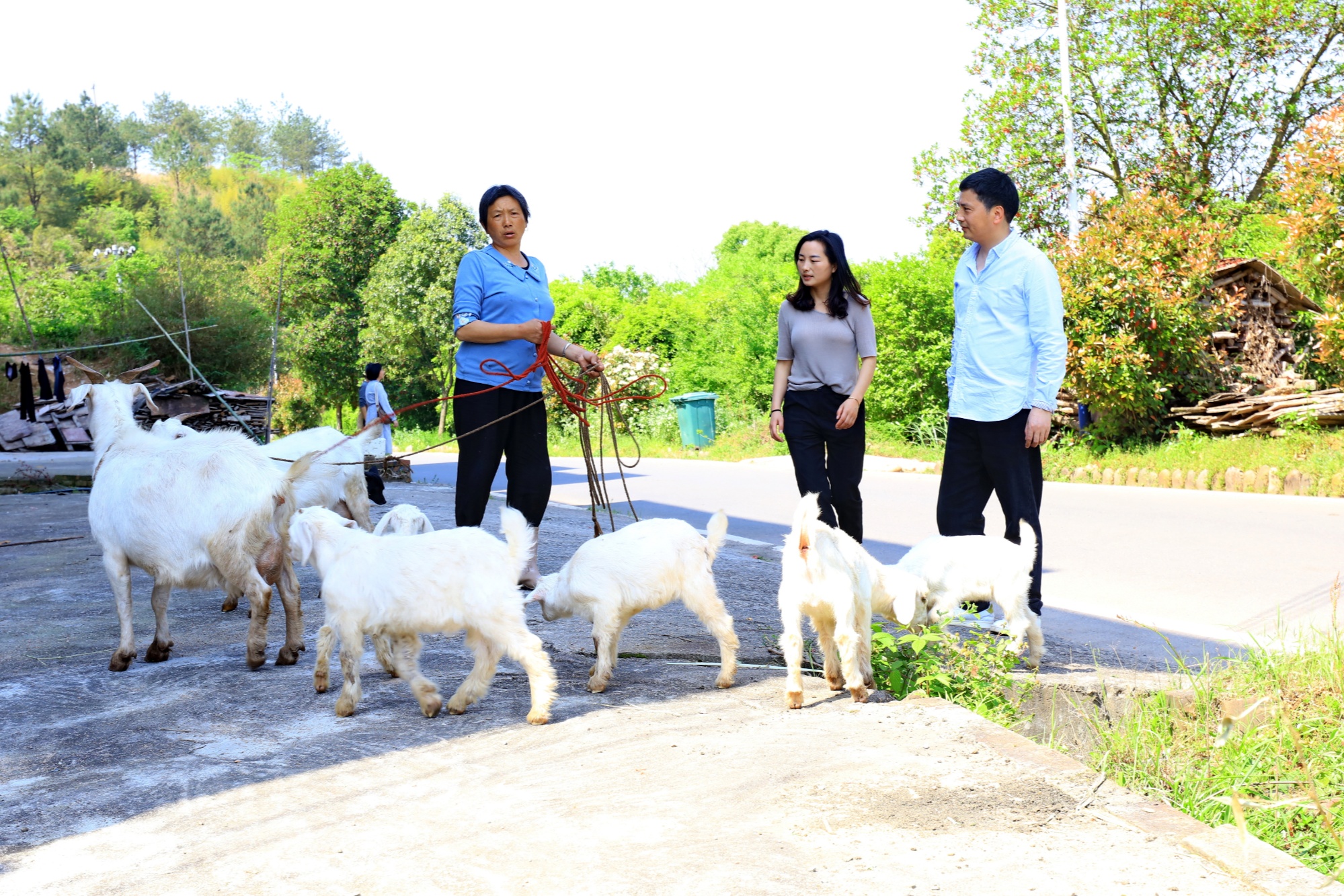 江西景羊羊最新動(dòng)態(tài)揭秘，如何獲取并了解景羊羊的最新資訊與活動(dòng)進(jìn)展？