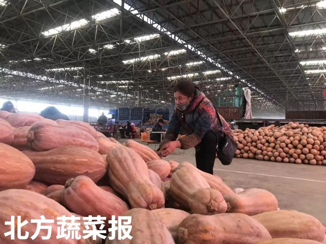 2017年南瓜行情預(yù)測(cè),2017年南瓜行情預(yù)測(cè)