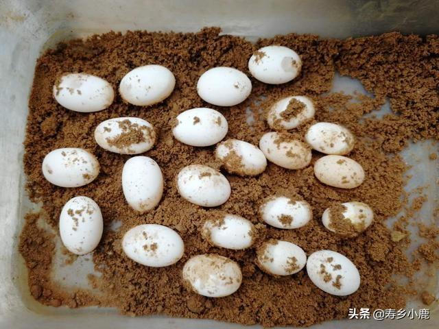 石金錢龜價格動態(tài)，與自然美景的旅行對話
