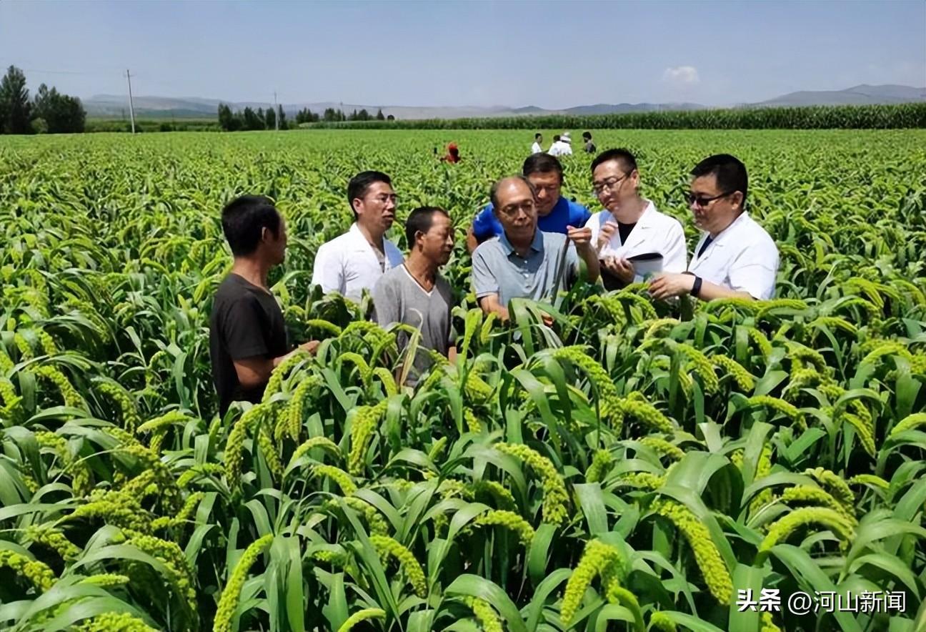 赤峰谷子最新價(jià)格行情分析與趨勢(shì)預(yù)測(cè)