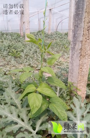長豆角盛夏行情，友情與陪伴的溫馨故事