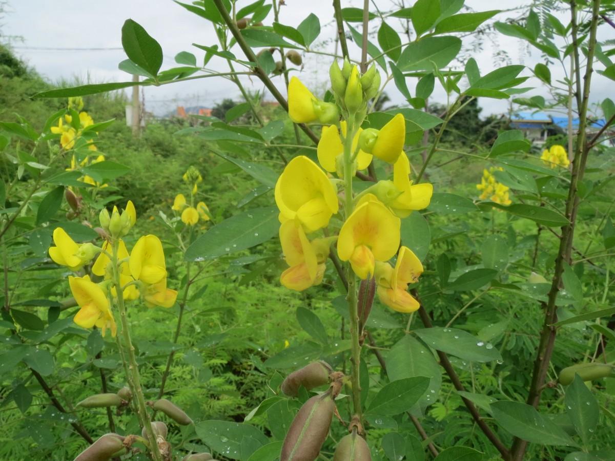 花生價(jià)格資訊全面指南，獲取與分析花生價(jià)格信息的必備教程