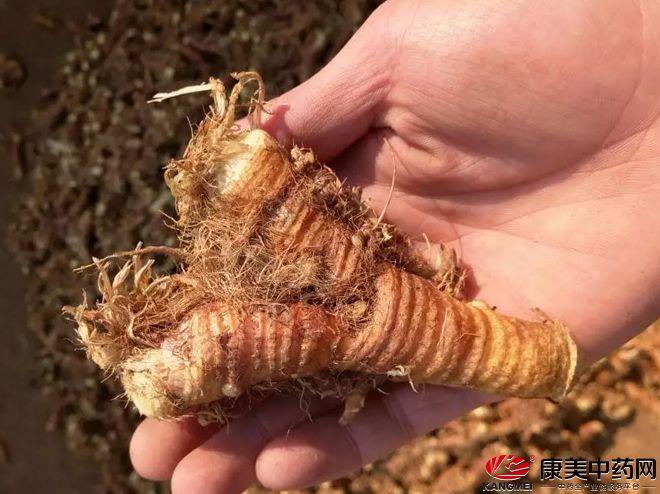 知母價(jià)格與行情變化，學(xué)習(xí)中的自信與成就之源