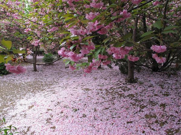 落花網(wǎng)最新網(wǎng)址揭秘，數(shù)字時(shí)代的脈絡(luò)影響與深度探索