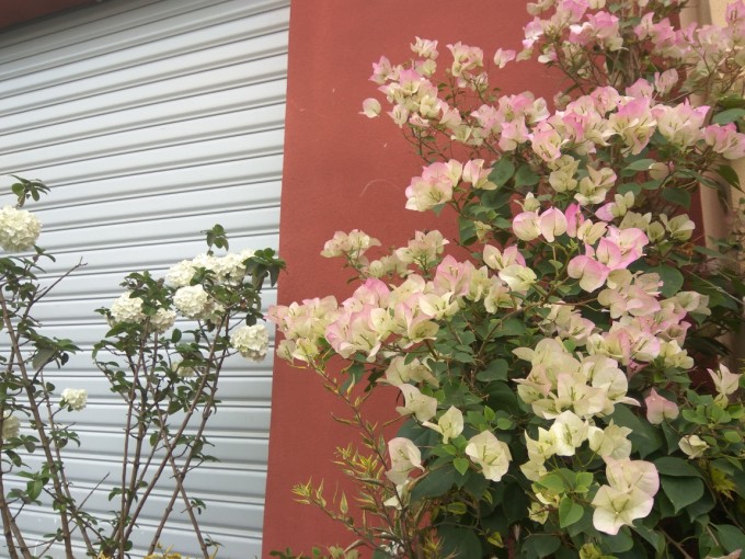 重慶鮮花港最新動態(tài)揭秘，自然美景之旅，探尋內心寧靜之道