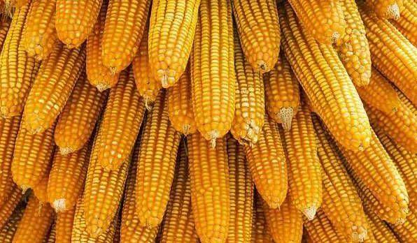沈陽玉米價格最新動態(tài)更新