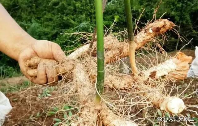 玉竹價(jià)格行情深度解析與預(yù)測(cè)報(bào)告