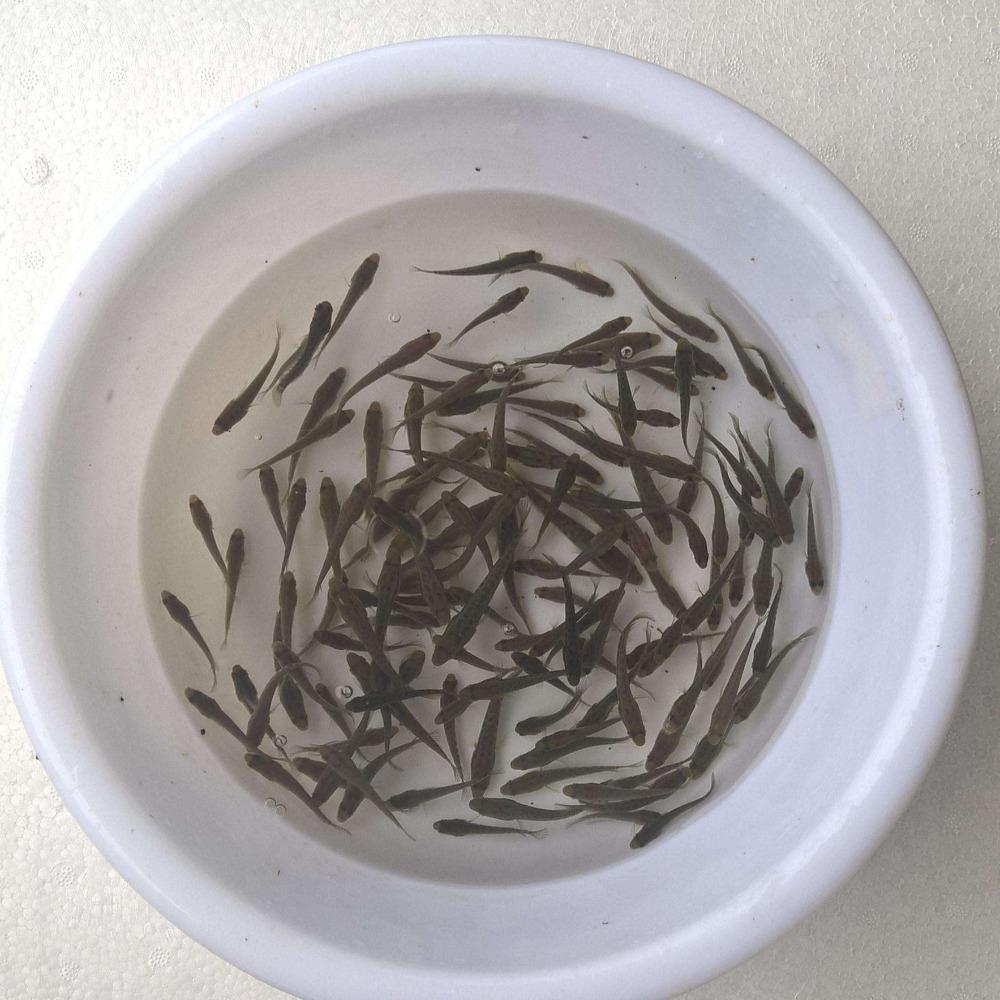 魚苗價(jià)格深度分析與觀點(diǎn)闡述