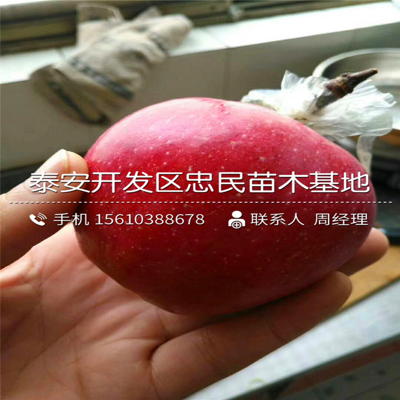 秦冠蘋果最新售價揭秘，一顆果子的成長之路與自信之旅