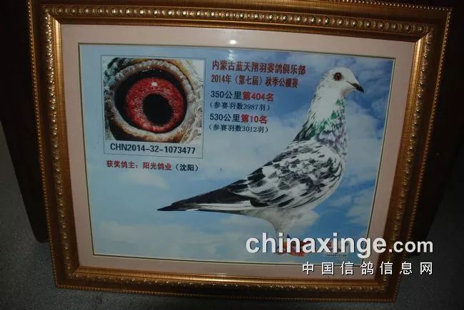 藍(lán)天翔羽公棚最新動態(tài)，火熱資訊揭秘！