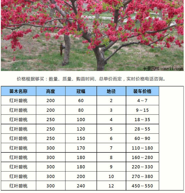 益都紅最新報(bào)價(jià)及啟程探索自然美景之旅，內(nèi)心的寧?kù)o與平和尋找之旅