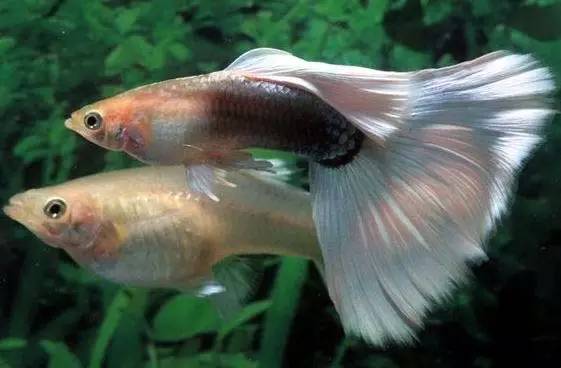 孔雀魚色彩與活力大賽，絢爛競技展現(xiàn)生命力