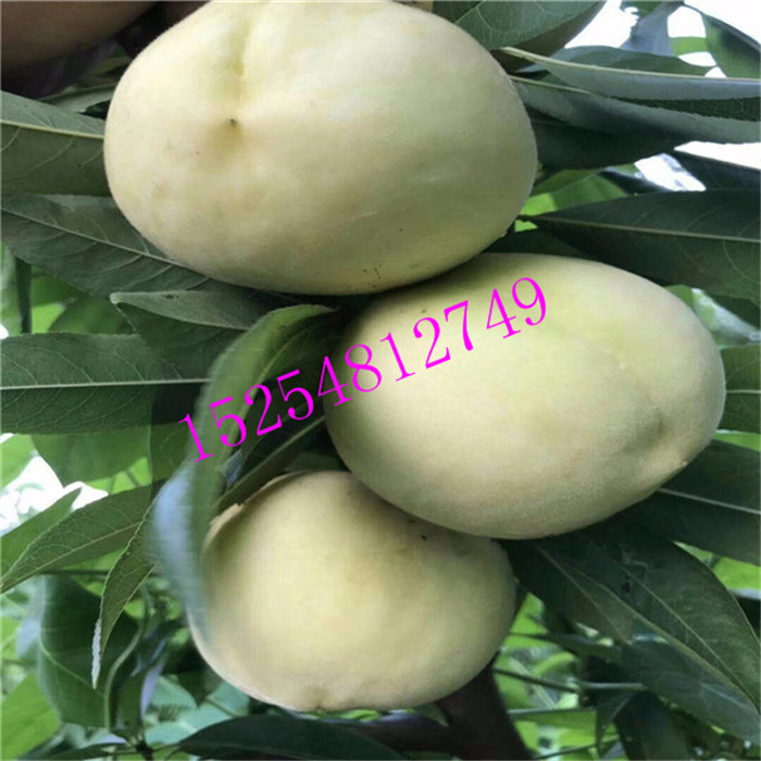 早桃最新版，友情的甜蜜日常記錄